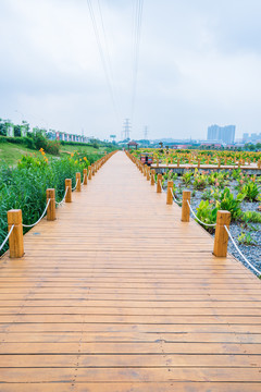 南宁那考河湿地公园美人蕉栈道