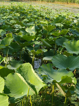 莲池