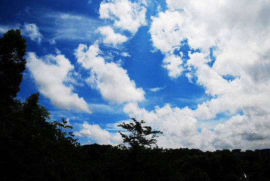 绿树天空