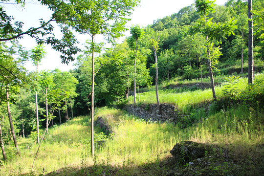 高山花草地