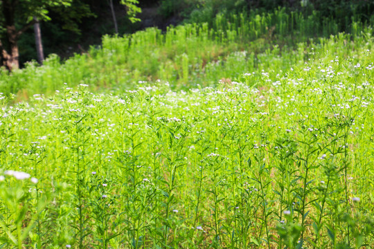 高山花草地