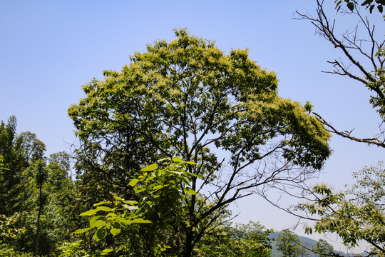 夏天的树