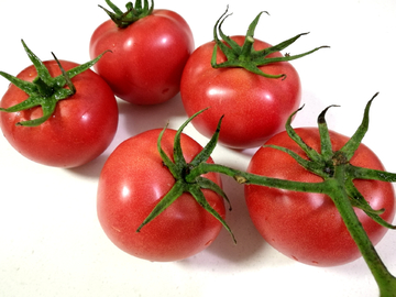 西红柿静物果实