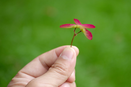 枫树种子