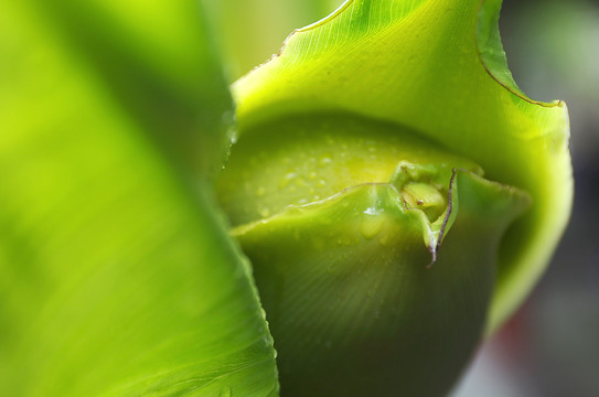 芭蕉