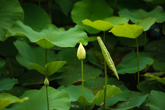 荷花