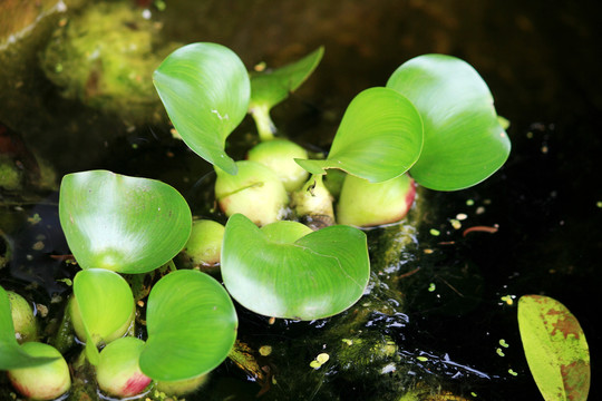 水葫芦