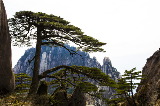 黄山迎客松