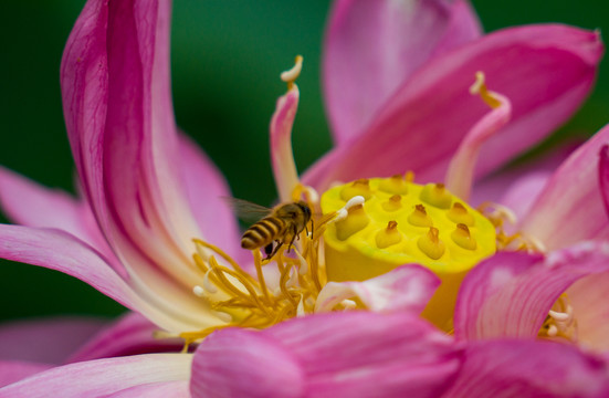 蜜蜂采蜜