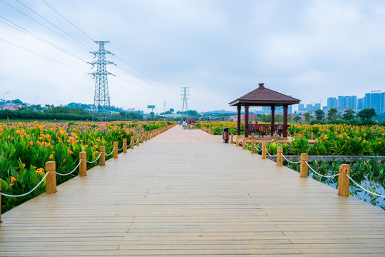 南宁那考河湿地公园美人蕉栈道