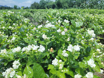 茉莉花