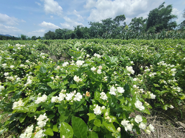 茉莉花