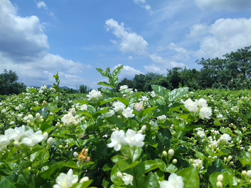 茉莉花