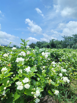 茉莉花