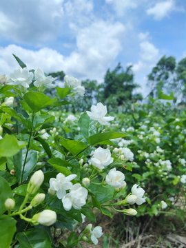 茉莉花