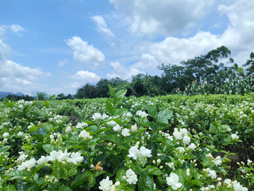 茉莉花