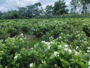 茉莉花