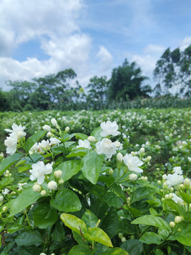 茉莉花