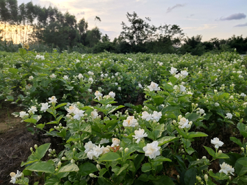 茉莉花