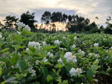 茉莉花