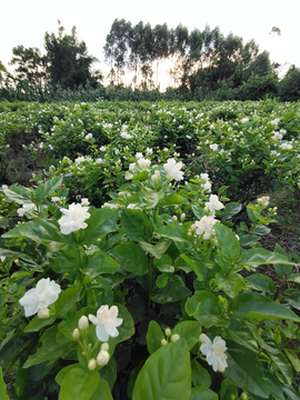 茉莉花