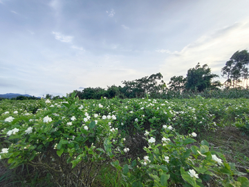 茉莉花