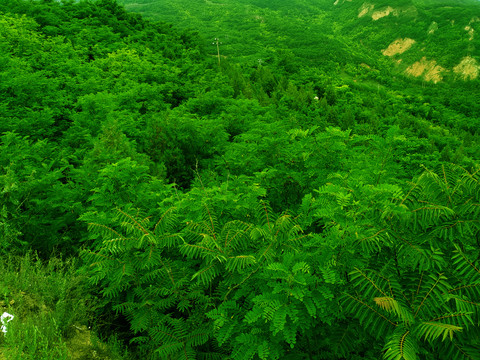 绿色植被