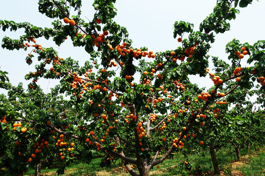 杏树上的果实
