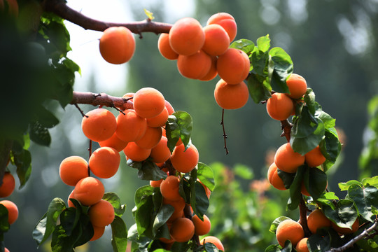 杏树的果实