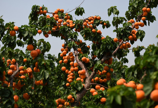 杏树上的果实