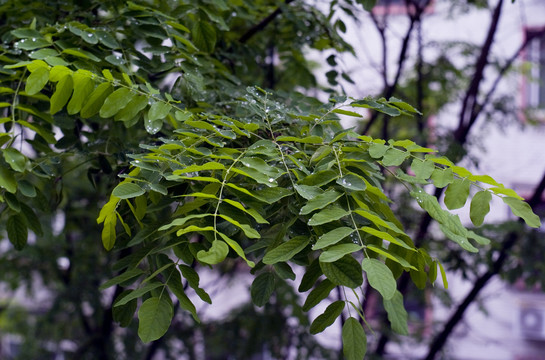 雨中的槐叶