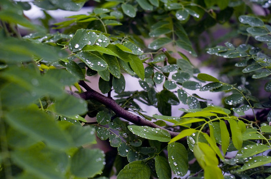 雨中的槐叶