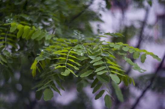 雨中的槐叶