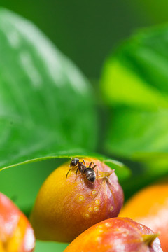 蚂蚁与浆果
