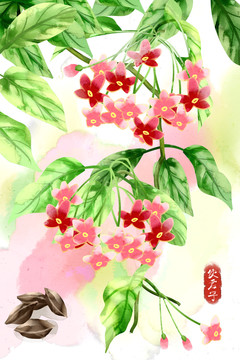 水彩風(fēng)格中草藥使君子插畫