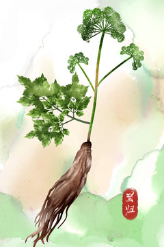 水彩風(fēng)格中草藥植物當(dāng)歸插畫(huà)