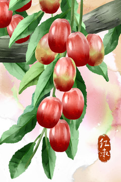 水彩風(fēng)格水果食物紅棗插畫(huà)