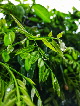 雨叶