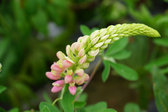 鲁冰花