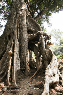 吴哥窟的参天巨树