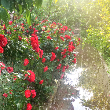 小雨雨水花园