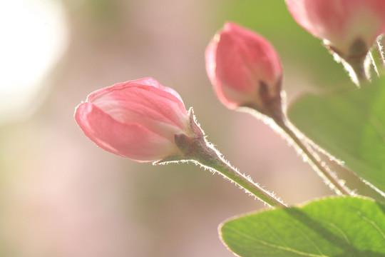 花蕾