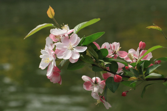 海棠花