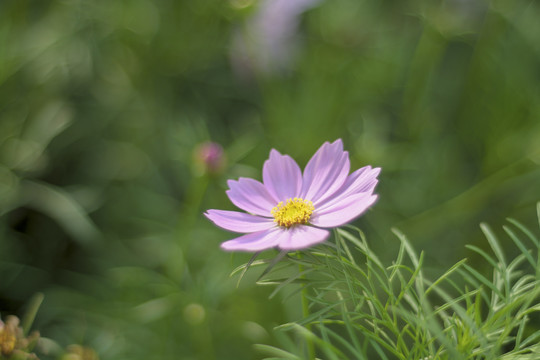 格桑花