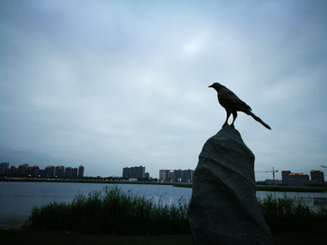 上海之鱼鸟雕塑夜景