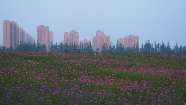 城市花海