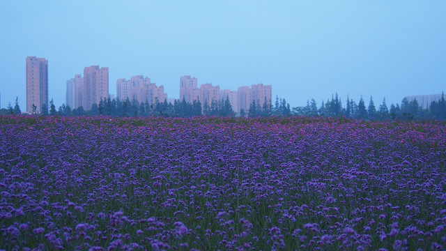 马鞭草花海