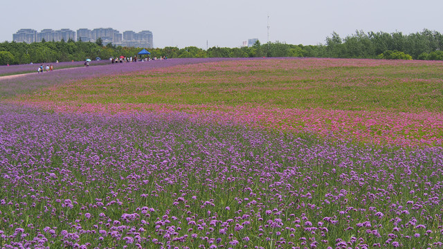 花海