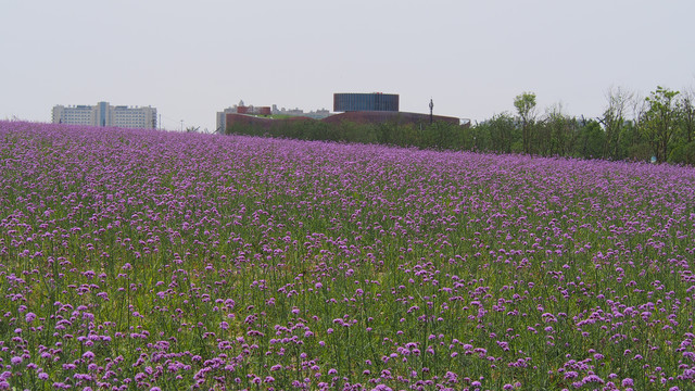 马鞭草花海