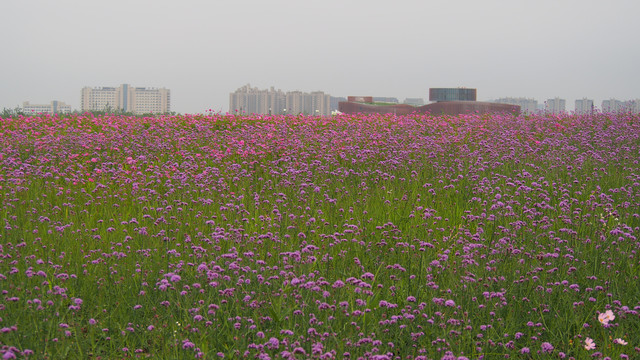 花海中的城市